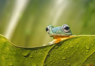 Malaysia – Borneo – Frosch