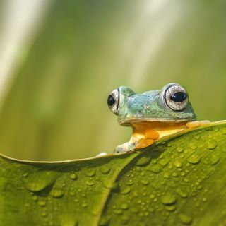 Malaysia – Borneo – Frosch