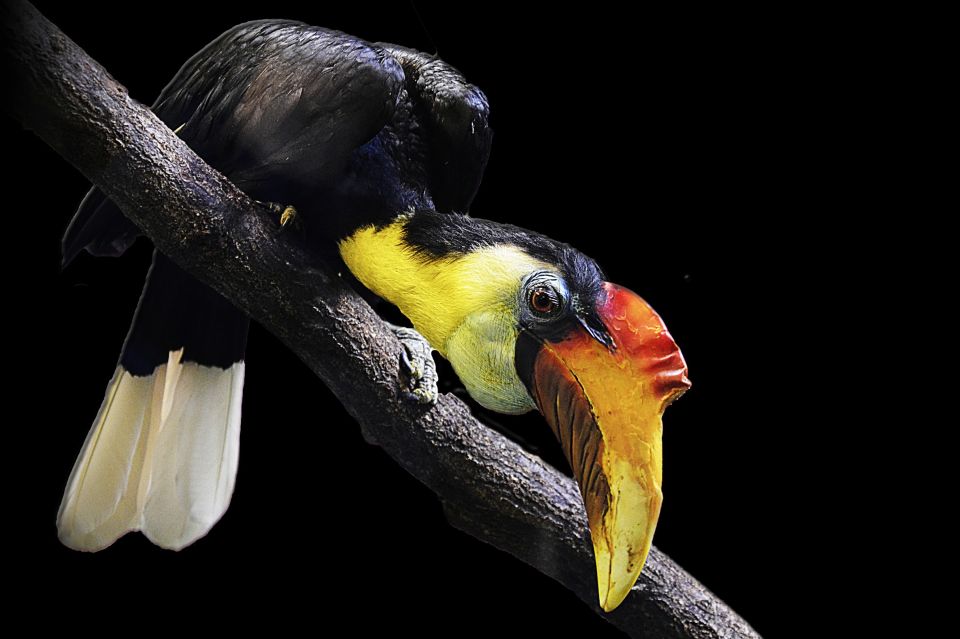Malaysia – Borneo – Nashornvogel