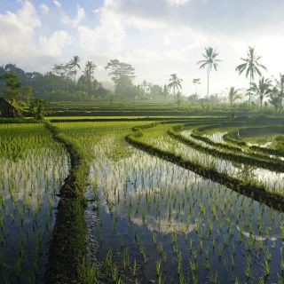 Reisfelder in Bangli