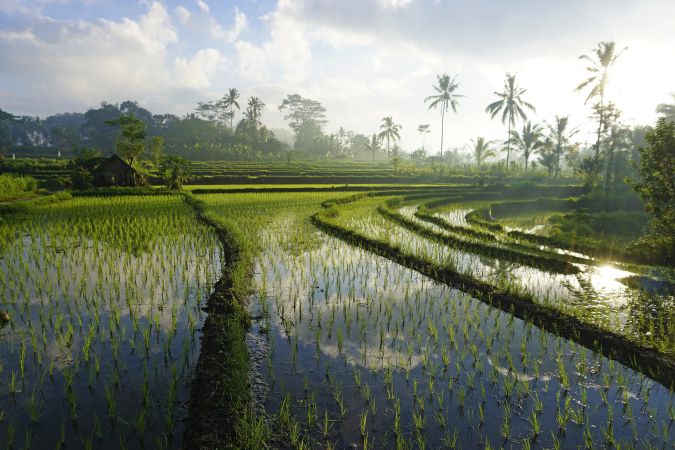 Reisfelder in Bangli © Diamir