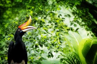 Malaysia - Borneo - Nashornvogel
