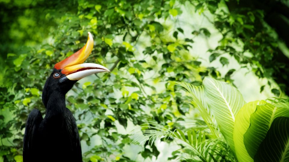 Malaysia – Borneo – Nashornvogel