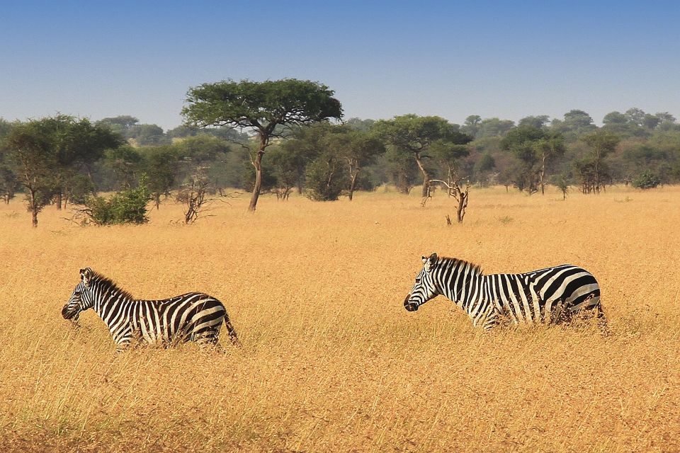 Zebras gleich vor dem Serengeti View Camp