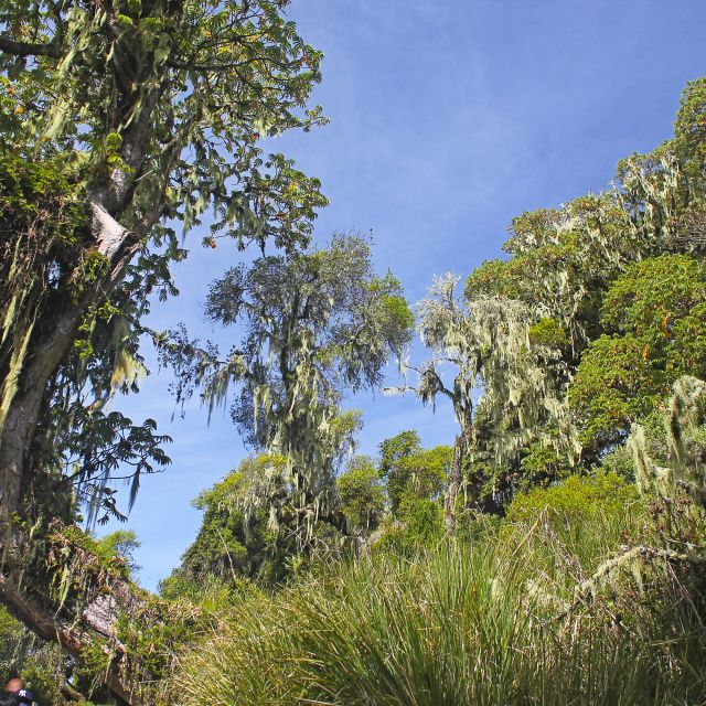 Märchenwald am Mount Meru