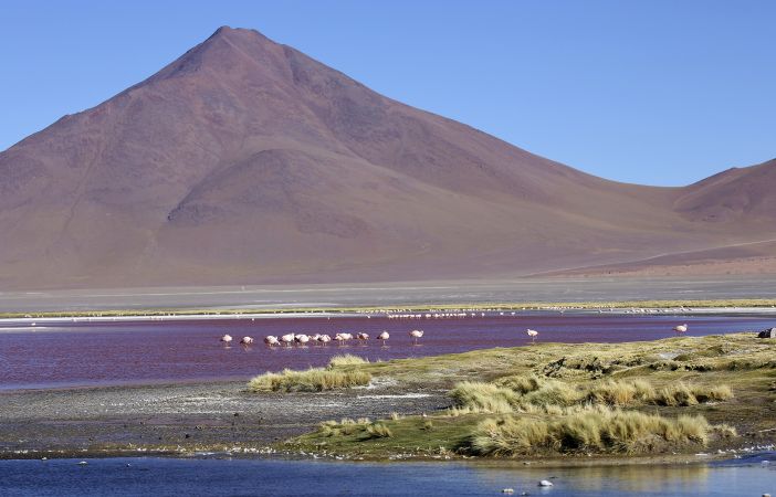 Flamingos in der Laguna Colorada © Diamir
