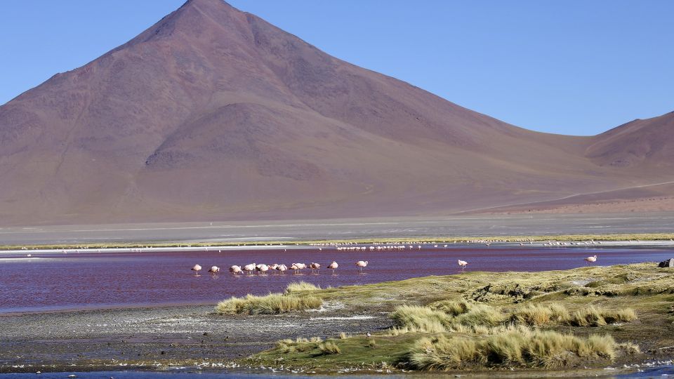 Flamingos in der Laguna Colorada