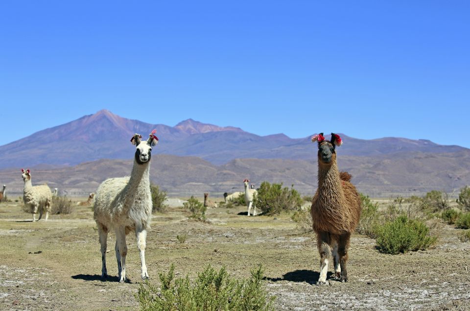 Neugierige Lamas im bolivianischen Altiplano