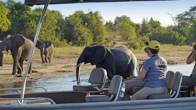 Zu den Elefanten am Chobe-Fluss
