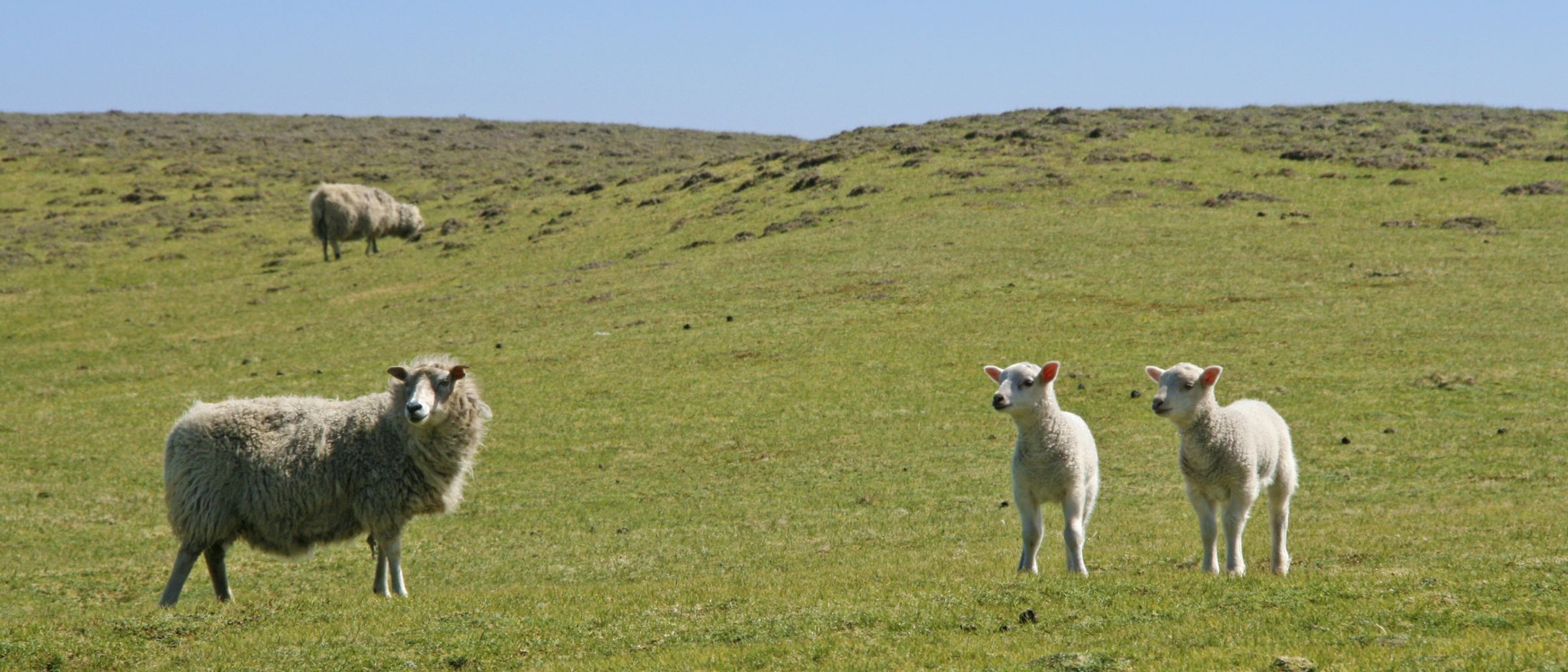 Fair Isle ist berühmt für Schafzucht und Strickprodukte