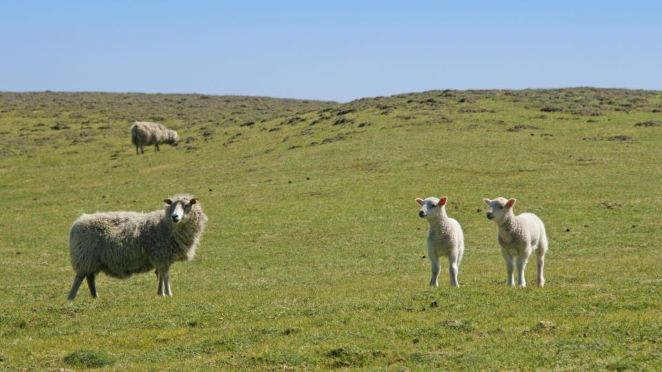Fair Isle ist berühmt für Schafzucht und Strickprodukte