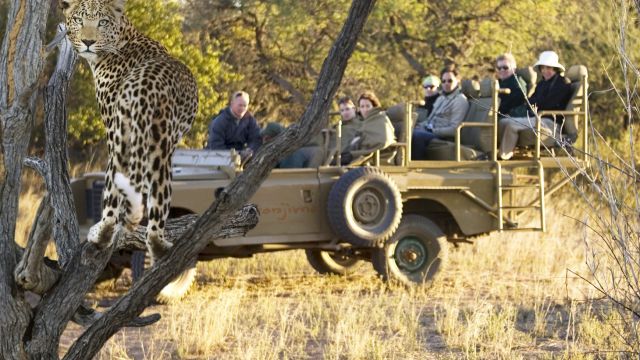 Leopardensichtung auf Okonjima