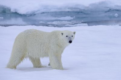 Die Neugierde siegt: Der Eisbär nähert sich dem Schiff