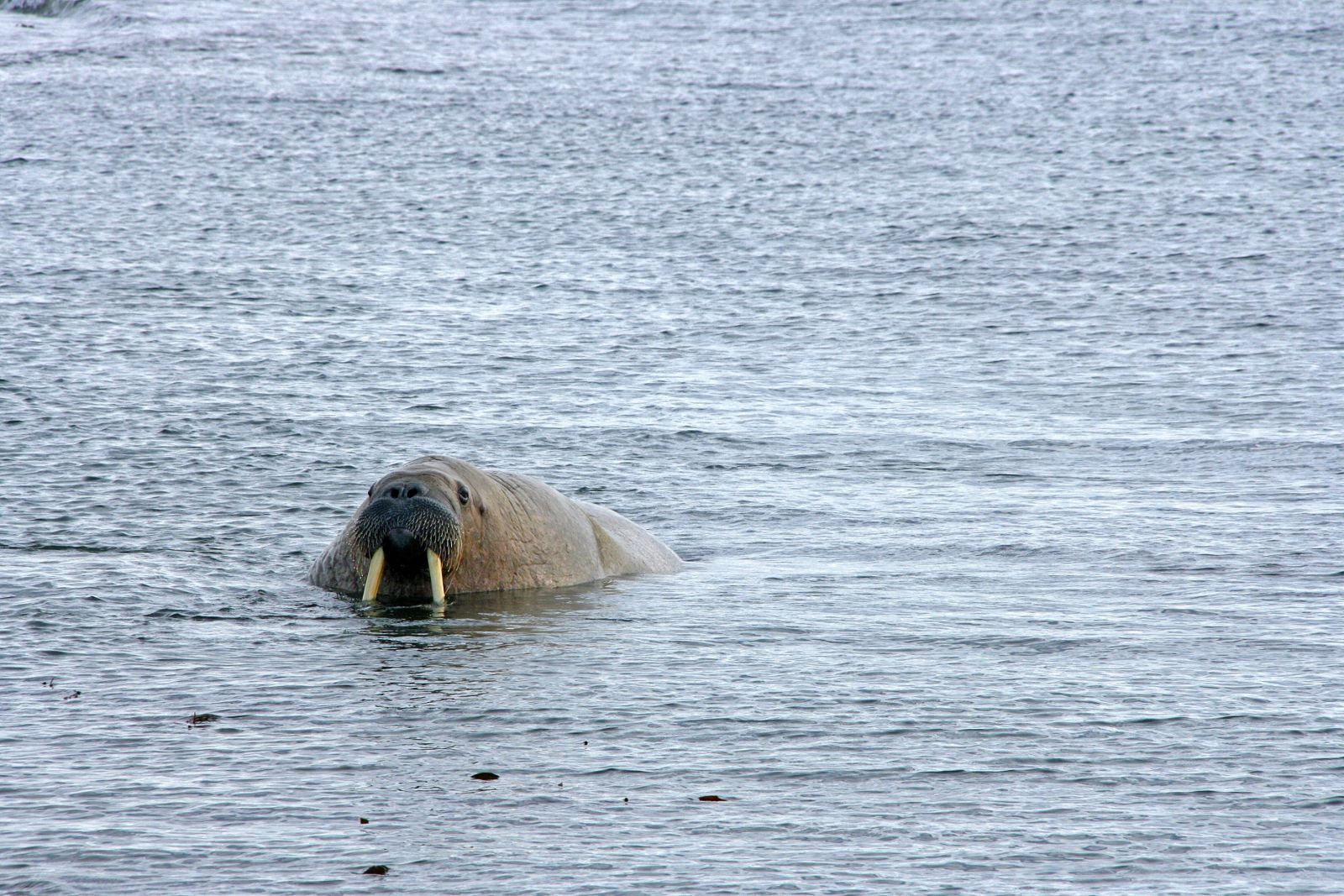 Walross auf Nahrungssuche im Flachwasser