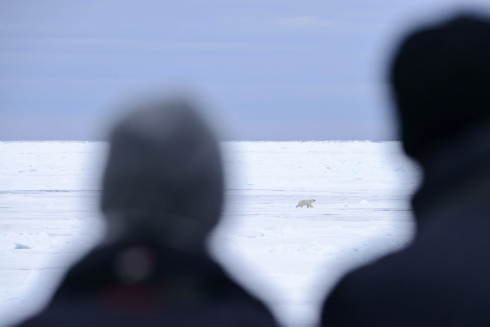 Relativ weit weg, aber doch ein Bär – die erste Begegnung mit dem „König der Arktis“