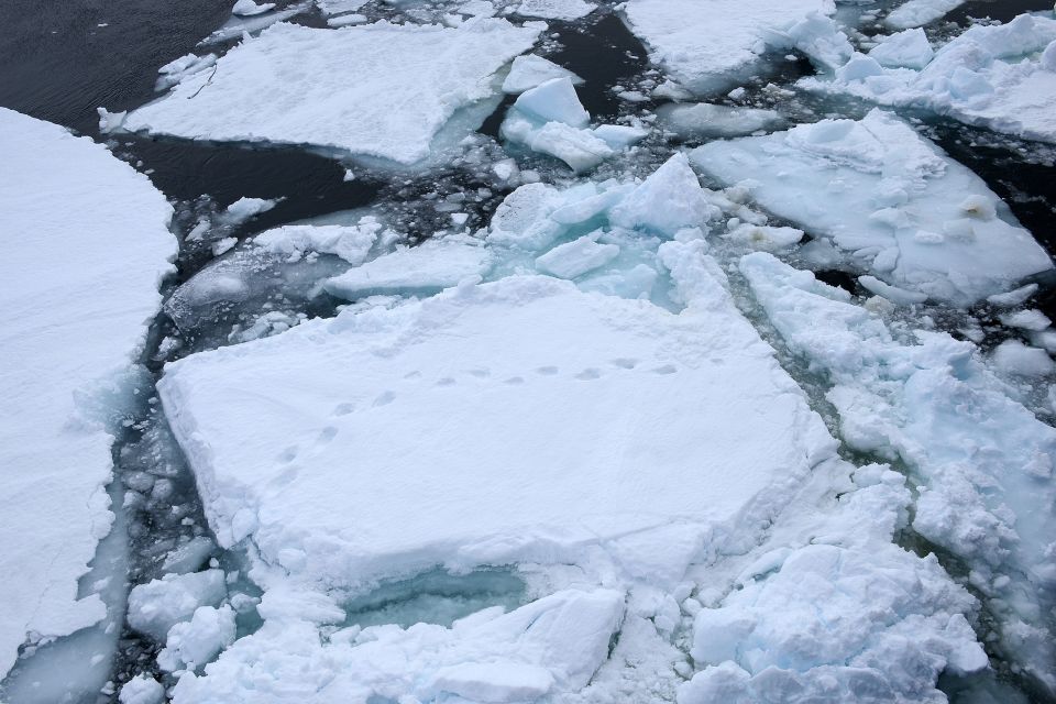 Bärenspuren im Eis