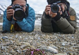 Objekt der fotografischen Begierde: die ersten Blüten des Roten Steinbrech