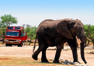 Roter Safaritruck trifft grauen Elefanten