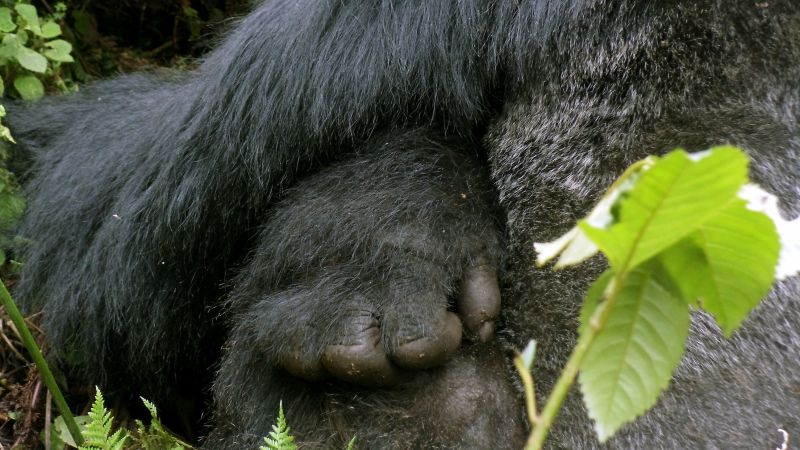 Hand eines Gorillas im Volcanoes NP