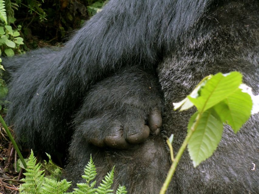 Hand eines Gorillas