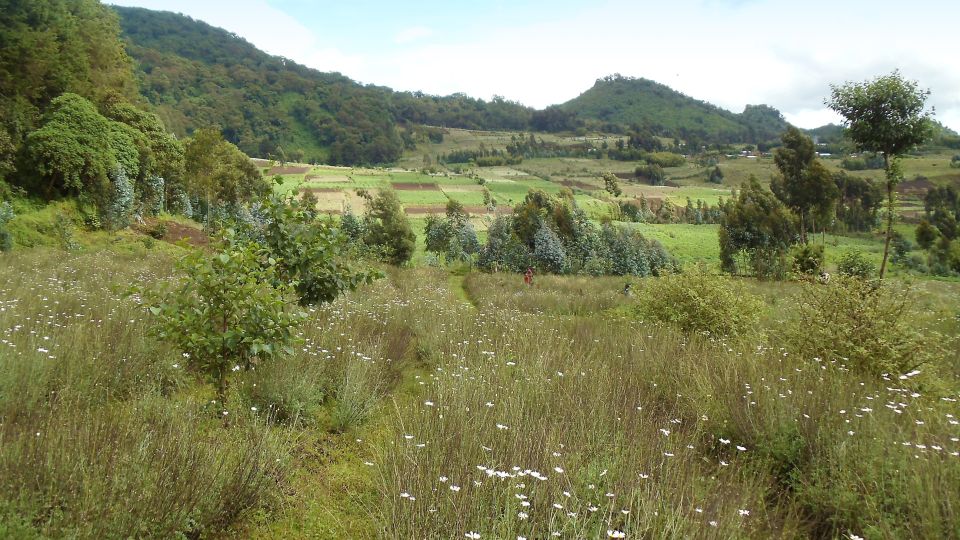 Kultivierte Landschaft am Volcanoes NP