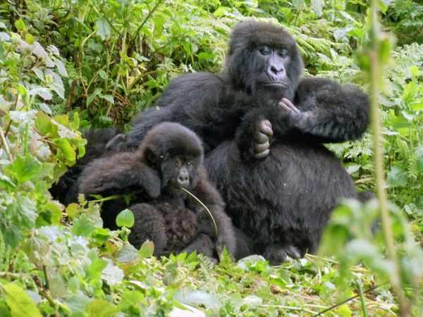 Gorillamutter und ihr Kind im Volcanoes NP © Diamir