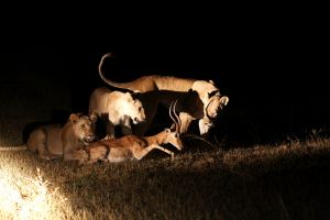 South Luangwa NP - Löwen auf Jagd, Puku Ridge Lodge – Gamedrive