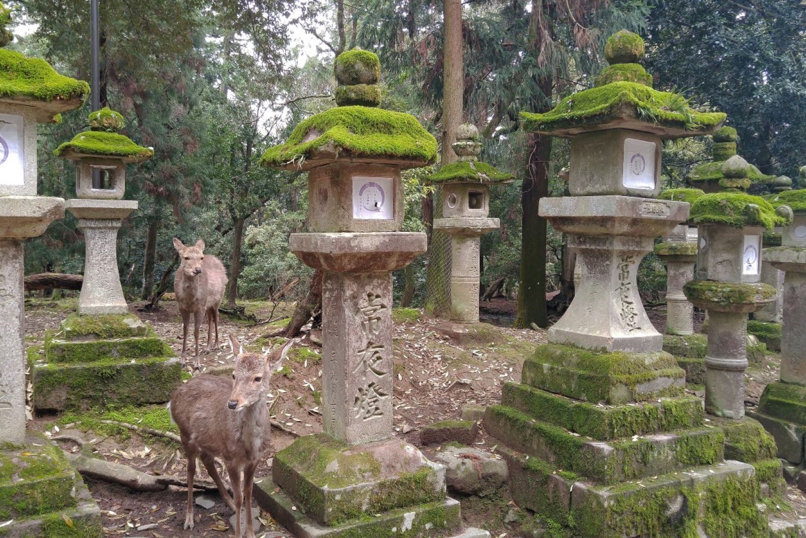 Japan Nara Odawara