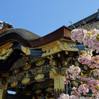 Japan Kirschblüte