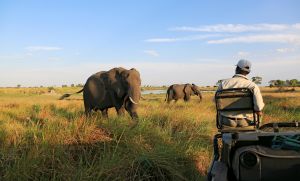 Reisetraum Botswana - statt träumen selbst erleben ...