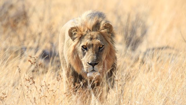 stattlicher Löwe in der Savuti-Region