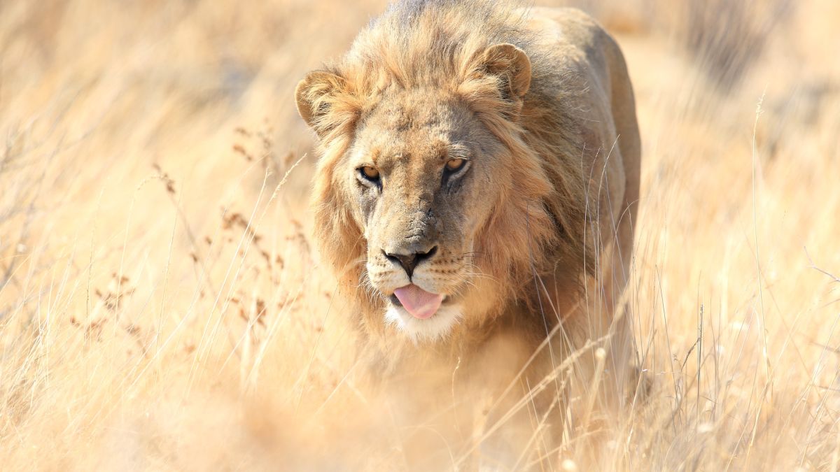 Safari 2024: Botswana als Reiseziel