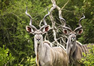 Kudus im Krüger-Nationalpark