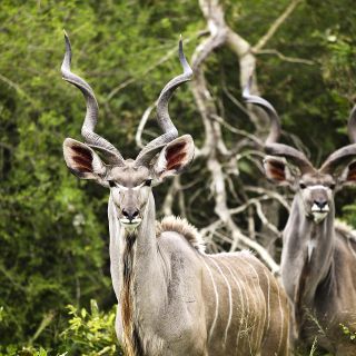 Kudus im Krüger-Nationalpark