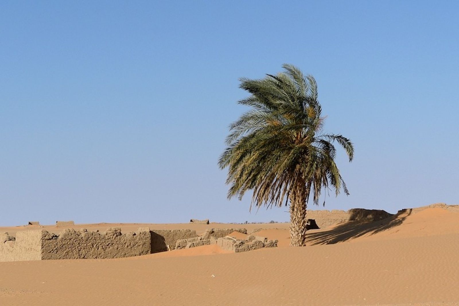 12. Palme in der Wüste