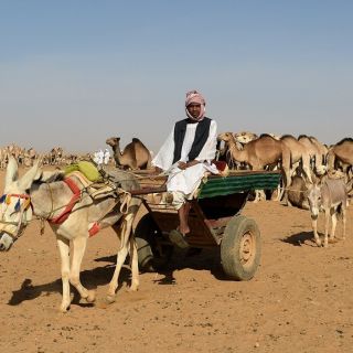 26. Kamelmarkt in Omdurman