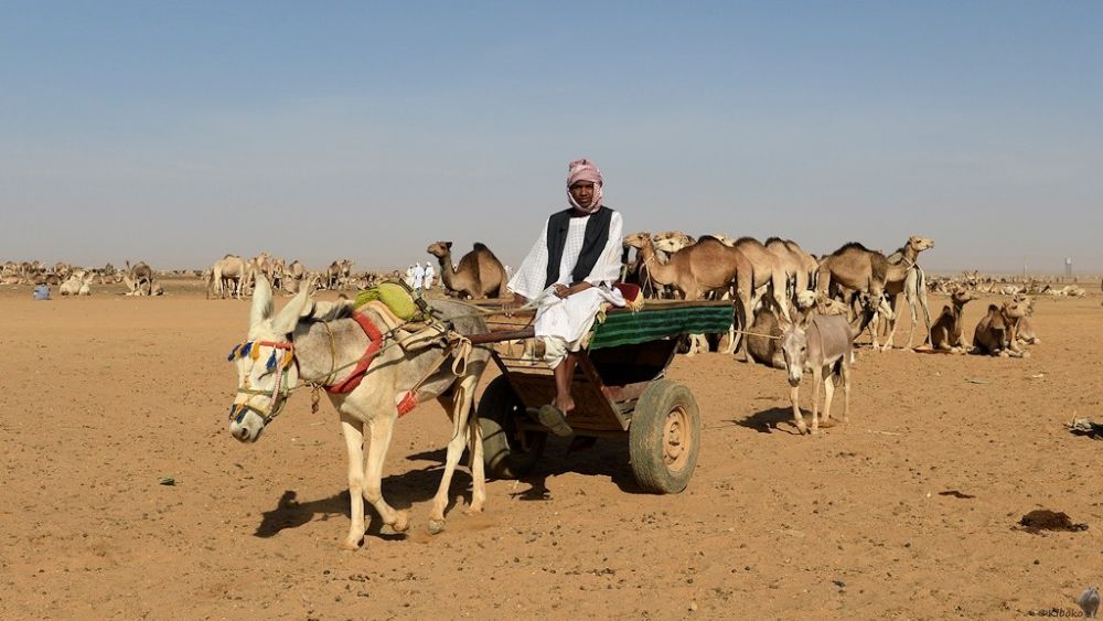 26. Kamelmarkt in Omdurman