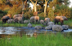 Eine Herde Elefanten genießen eine Abkühlung