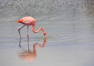 Flamingo auf Galapagos