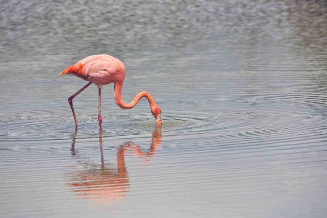 Flamingo auf Galapagos © Diamir