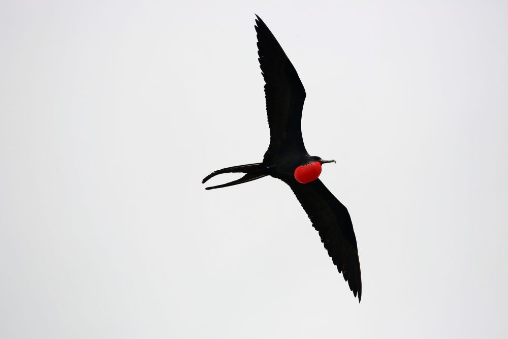 Männlicher Fregattvogel auf Galapagos