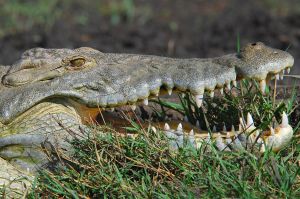 Krokodil am Chamo-See