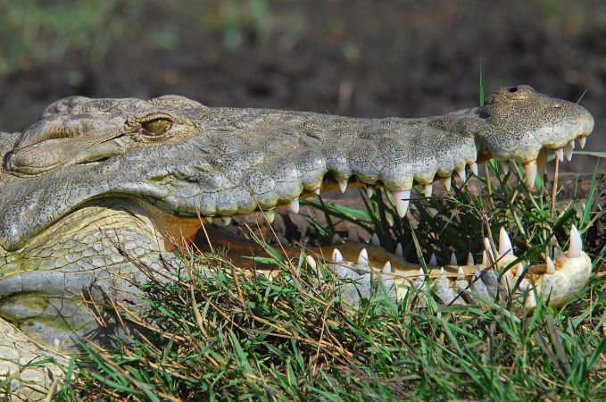 Krokodil am Chamo-See © Diamir