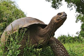 Galapagosriesenschildkröte im Grünen