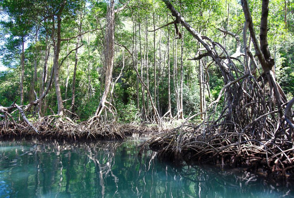 Mangrovenwälder im Los-Haitises-Nationalpark