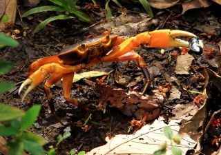 Krabbe im Regenwald