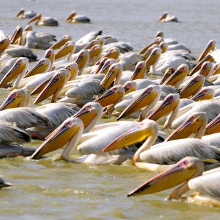 Pelikane im Djoudj-Nationalpark