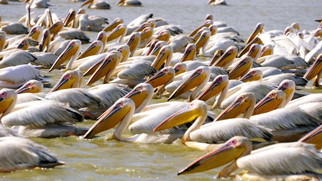 Pelikane im Djoudj-Nationalpark.
