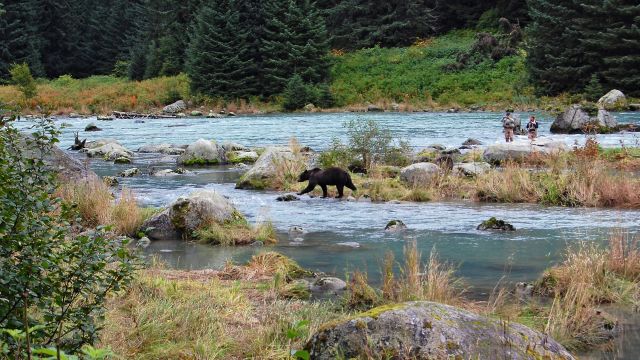 Bären beobachtung am Chilkoot River