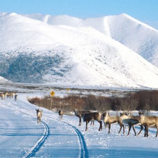 Caribou on the Dempster Highway in the Yukon, Canada.